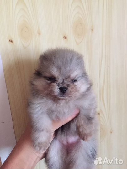 Щенки шпица