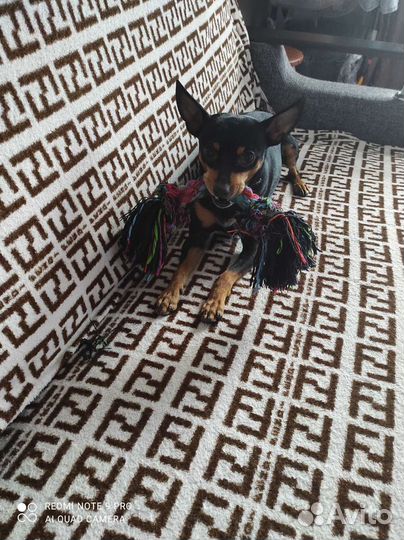 Вязка собак