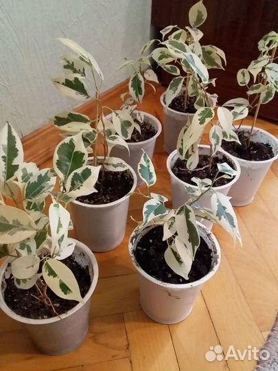 Фикус Старлайт (разновидность фикуса Бенджамина)