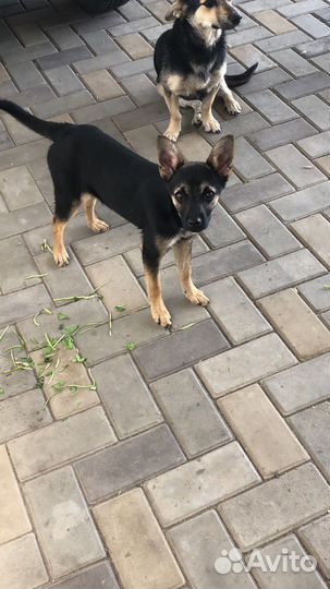 Щенки пинчер