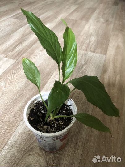 Спатифиллум