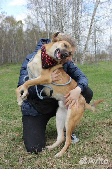 Молодой добрый пес Бивис ищет добрых хозяев