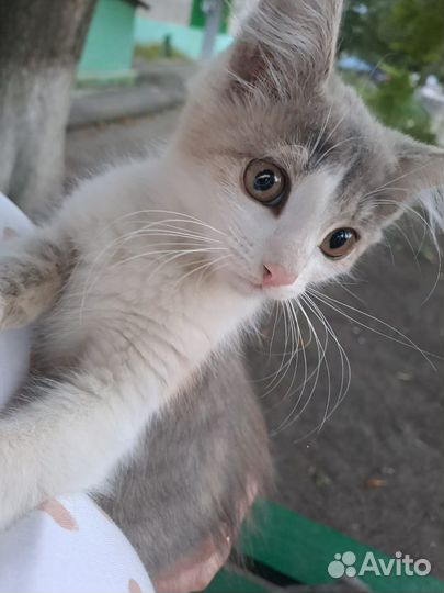 Помогите котятам выжить