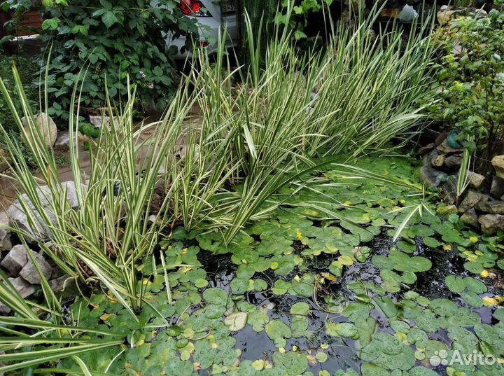 Водные растения для пруда 