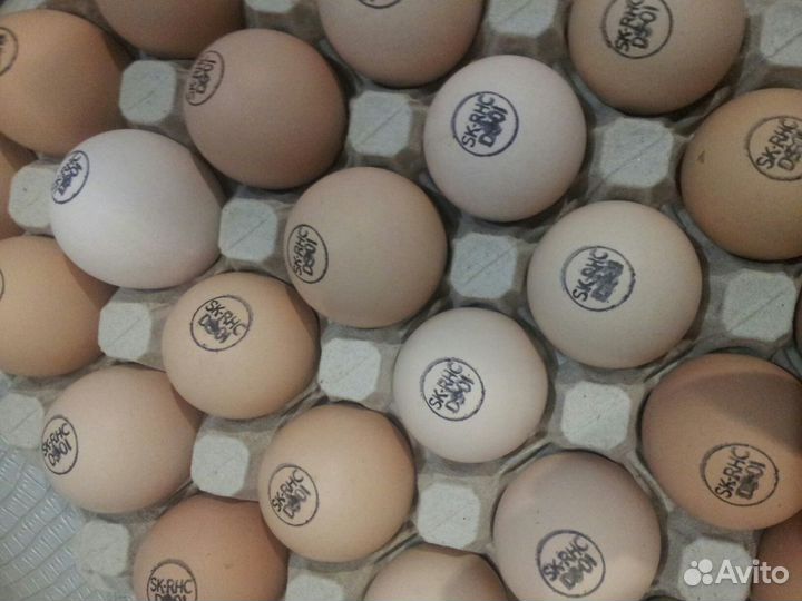 Инкубационное яйцо бройлера Кобб/Росс (Импорт)