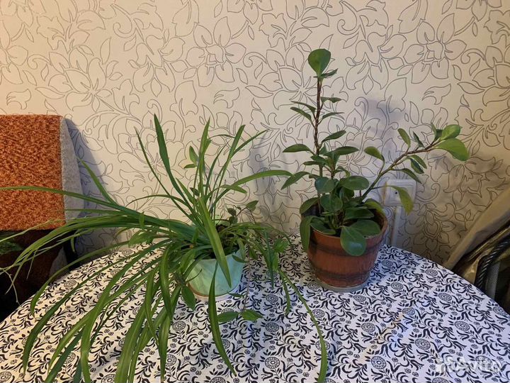 Комнатные цветы