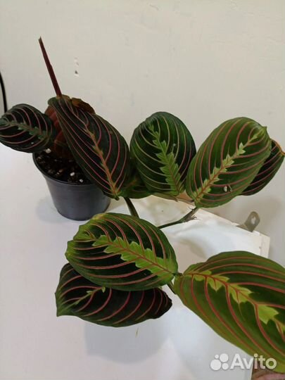 Комнатные цветы