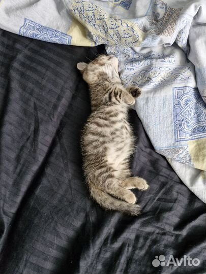 Вязка кот Манчкин