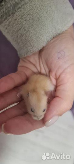 Джунгарский хомяк бесплатно