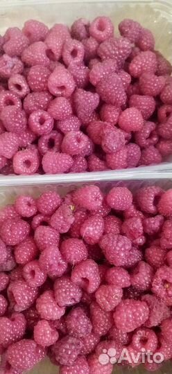 Ремонтантная малина