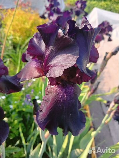 Ирисы бородатые