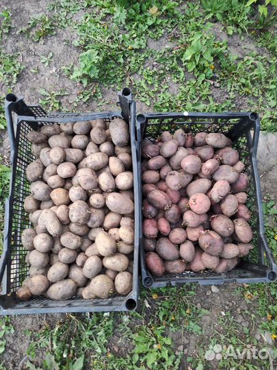 Семенной картофель