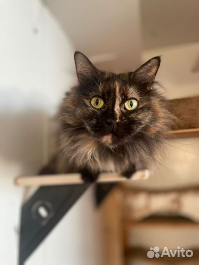 Ласковая кошка