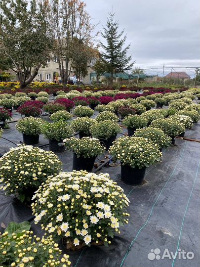 Хризантема