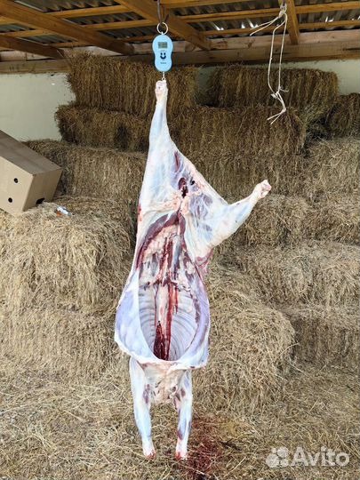 Мясо баранина