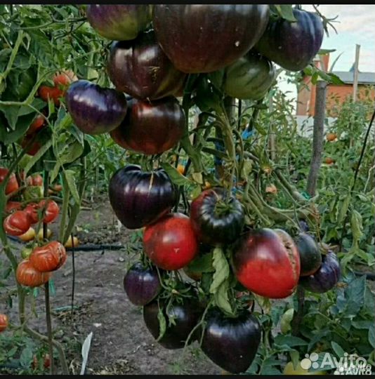 Семена знаменитого томата Сержант Пеппер