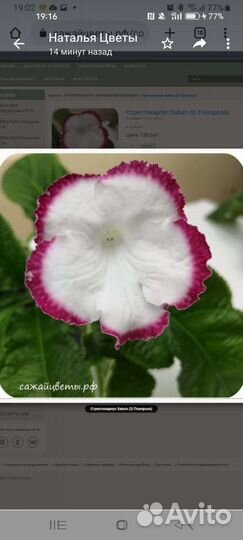 Стрептокарпусы