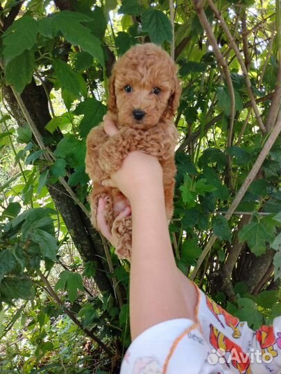 Пудель девочка