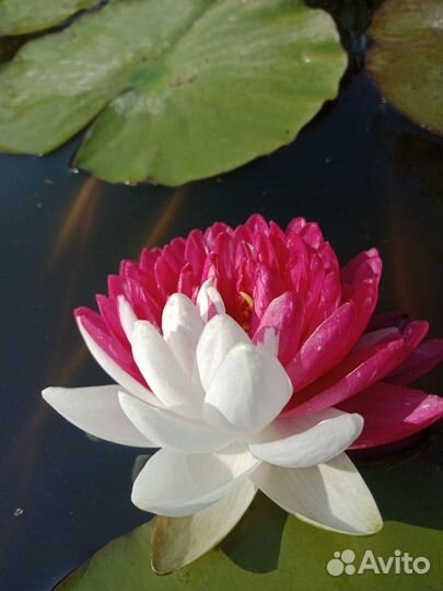 Лилии в пруд (нимфеи, кувшинки)