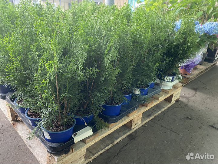 Туя Смарагд Купить в Воронеже