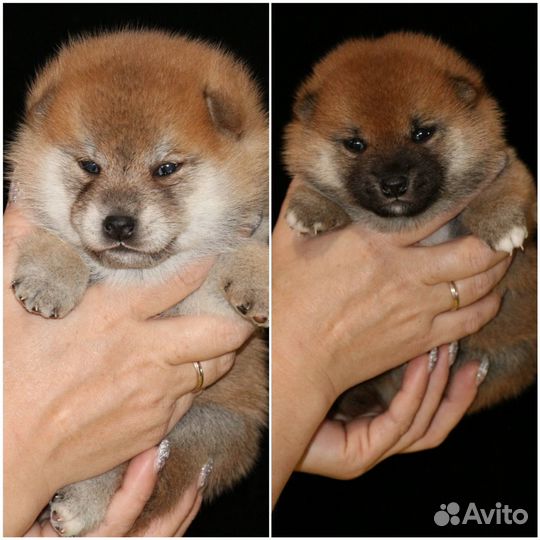Мальчики сиба ину