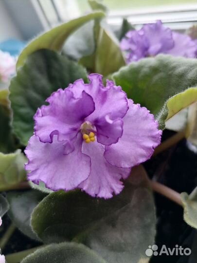 Цветущие фиалки