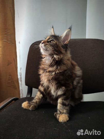 Котенок девочка полидакт