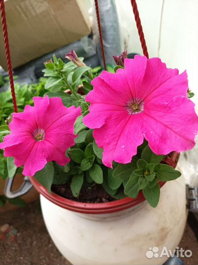 Петуния в кашпо