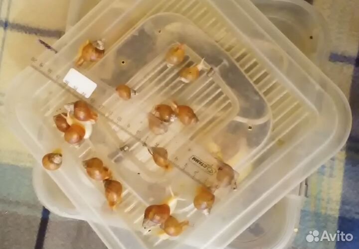 Ахатина ретикулята - улитки