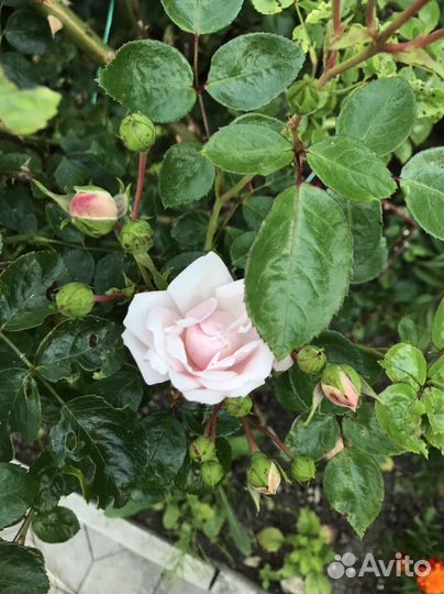 Саженцы плетистой розы 2 шт