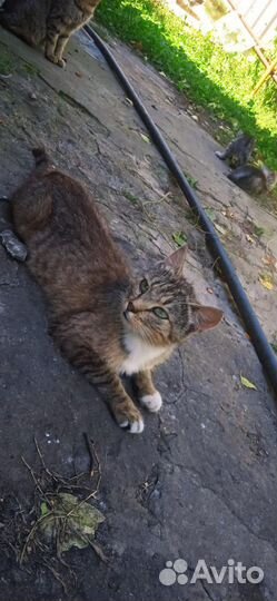Кошка в добрые руки