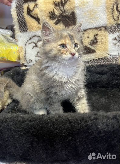 Котенок (помесь сибирской кошки)