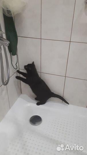 Котики бесплатно в добрые руки