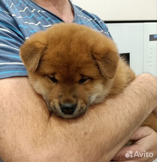 Щенки сиба ину