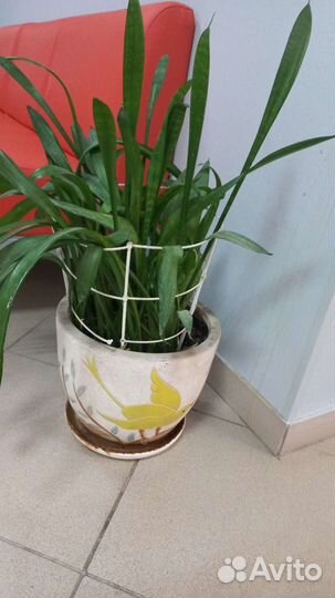 Комнатные растения цветы