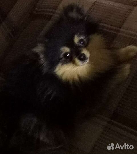 Мини девочка