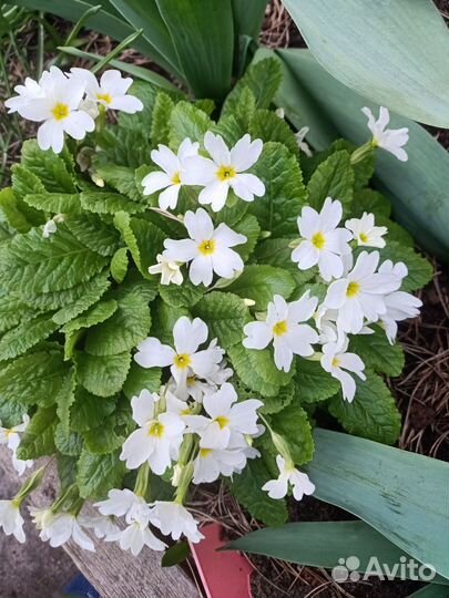 Цветы для сада