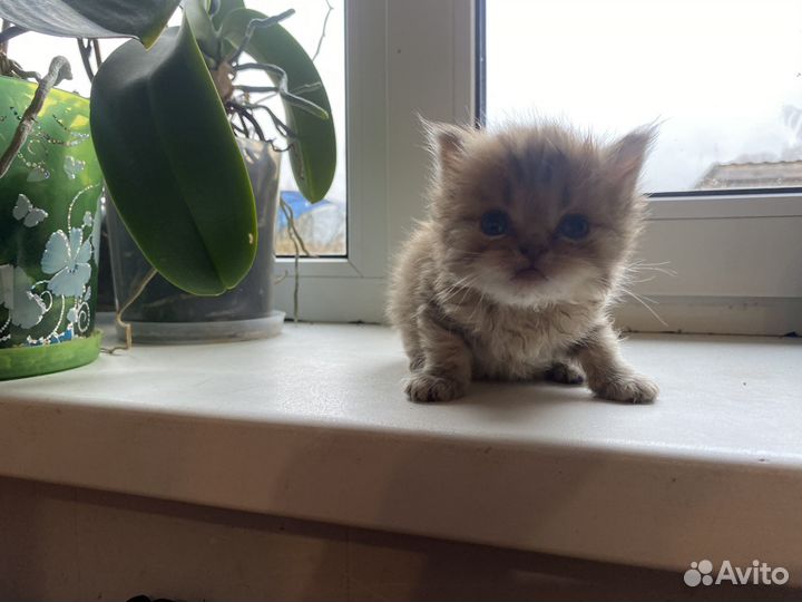 Шотландские вислоухие котята рыжие