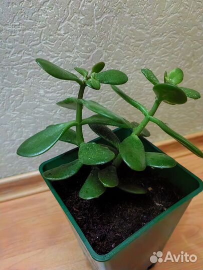 Крассула толстянка, (денежная дерево), 20см