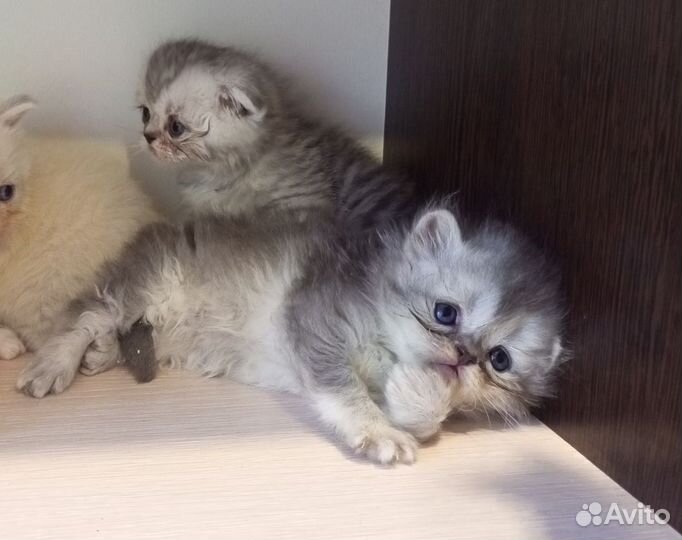 Шотландские котята