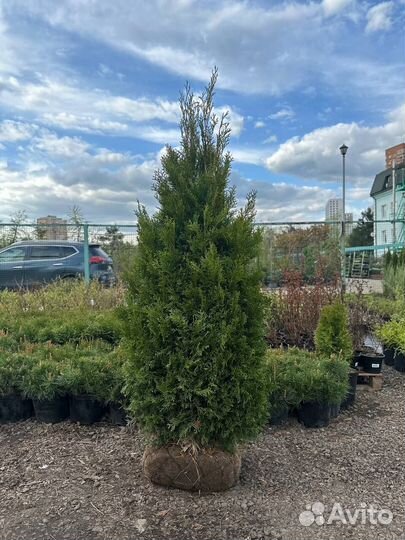 Туя Смарагд, Брабант, Даника