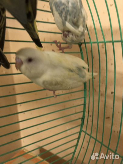 Птенцы волнистый попугай