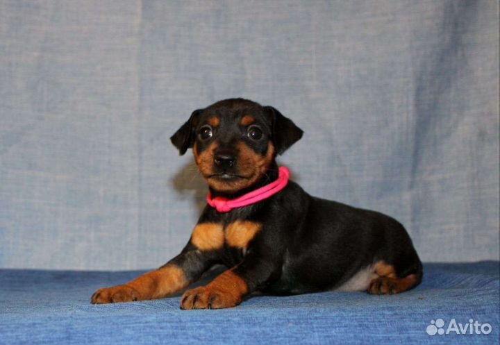 Щенки цвергпинчера