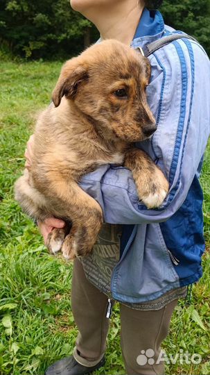Щенок собака кобель мальчик добрые руки бесплатно
