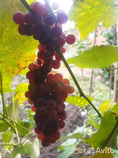 Саженцы (черенки) винограда