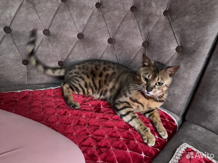 Бенгальская кошка