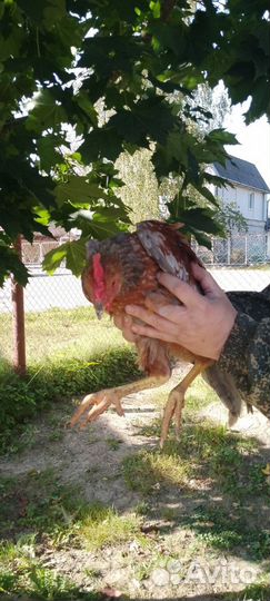 Молодые петухи