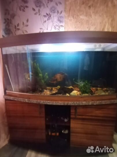 Продам аквариум