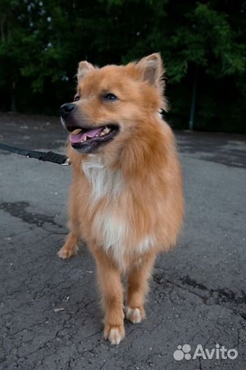 Лисичка из приюта ищет дом