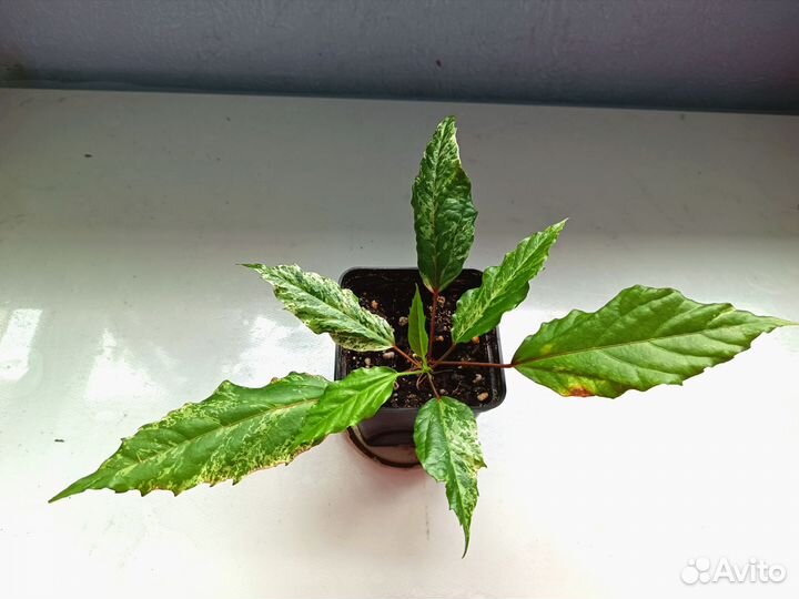 Гибискус (китайская роза)